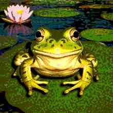 A crunchy low-resolution frog picture